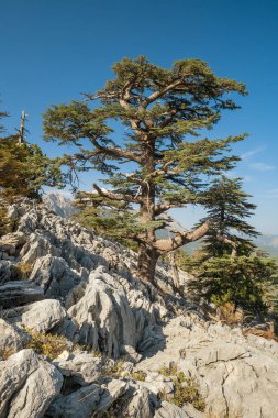 Türkiye 'deki Tahtali dağının yamaçlarında Lübnan sedir ağaçları