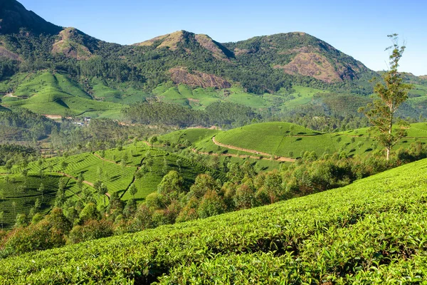 Hermoso paisaje de plantaciones de té verde fresco en Munnar, Kerala, India —  Fotos de Stock