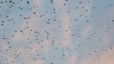 Büyük kuş sürüsü ağır çekimde uçuyor.