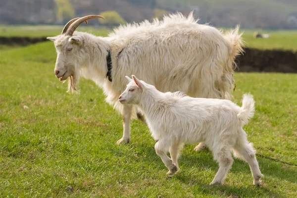 Ziegenmutter mit Kind auf der grünen Wiese — Stockfoto