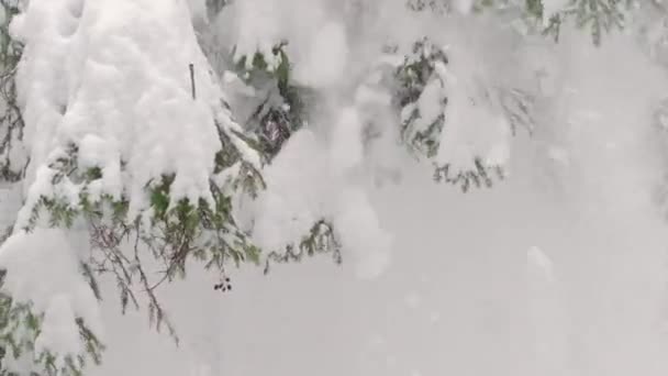 Nieve pesada cayendo de la rama de abeto en cámara lenta — Vídeos de Stock