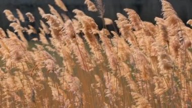 Rüzgarda sallanan Reed ağır çekimde