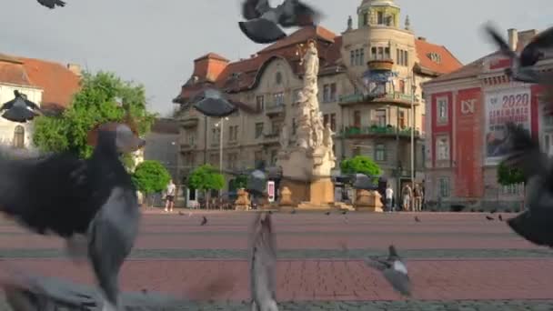 Manada de palomas volando en la Plaza de la Libertad en Timisoara, Rumania — Vídeos de Stock