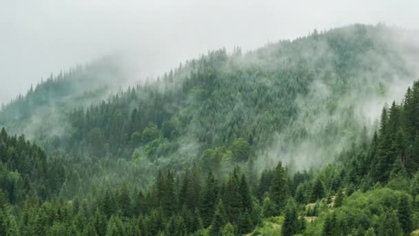 Mglisty mglisty górski krajobraz z jodłami lasu — Wideo stockowe