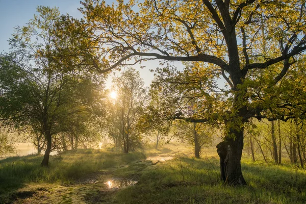 Zomer landschap mistige zonsopgang aan de oevers van de rivier — Stockfoto