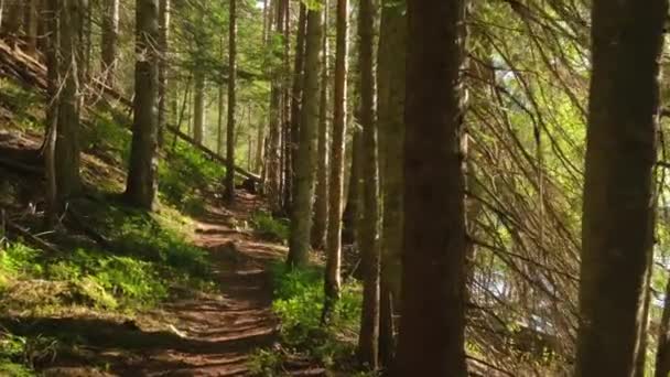 POV beweegt langs wandelpad in prachtig bos aan de oever van het meer — Stockvideo