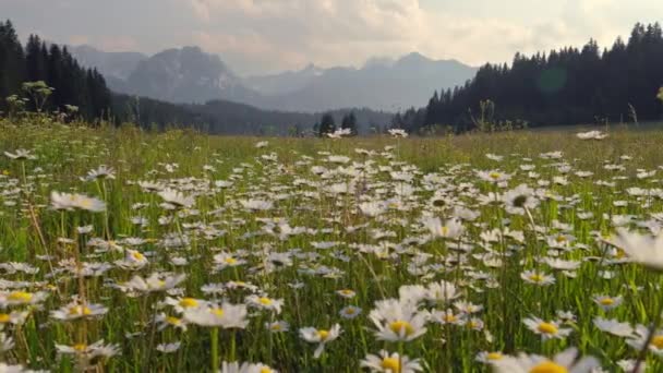 Macchina fotografica lentamente in movimento attraverso il campo di fiori di camomilla — Video Stock