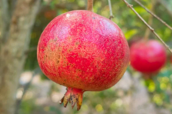 Ripe pomegranate fruits on a tree branch — Stock Photo, Image