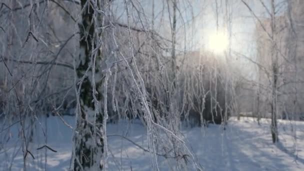Invierno helada en ramas de abedul primer plano. — Vídeos de Stock