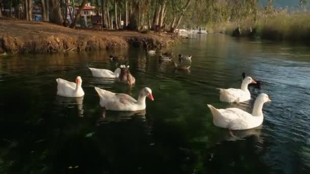 Gänseschwarm schwimmt im Azmak-Bach in Akyaka in der Türkei — Stockvideo