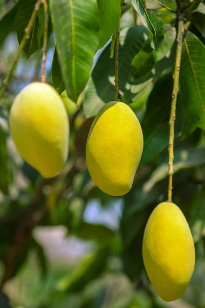 Frutas de mango — Foto de Stock