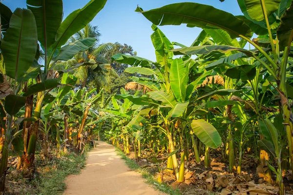 Plantação de bananas na Índia — Fotografia de Stock
