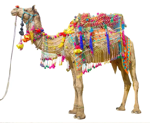 Camello con decoración tradicional —  Fotos de Stock