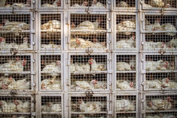 Loja de frango na Índia — Fotografia de Stock