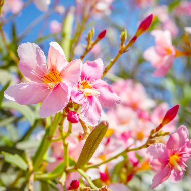güzel pembe çiçekler