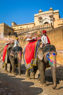 Amber Fort fil bisikletçi