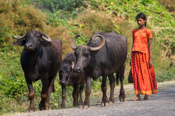 Indian girl with buffaloes — Stock Photo, Image