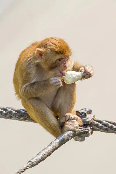 Macaco a comer gelado — Fotografia de Stock
