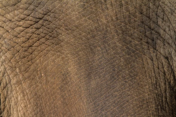 Modello di pelle elefante — Foto Stock