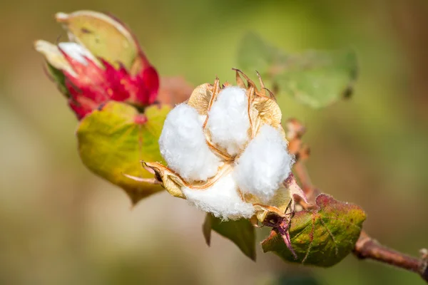 Usine de floraison de coton — Photo