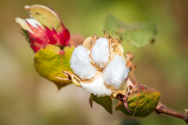 Bomull blommande växt — Stockfoto