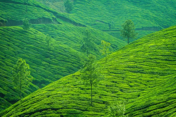 Zielona herbata plantation w Indiach — Zdjęcie stockowe