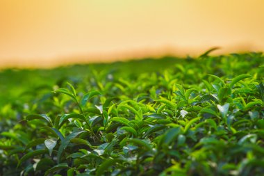 yeşil çay yaprakları