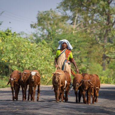 Keçi ile Hint kadın