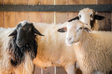 Beyaz ve siyah koyun