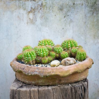 tencerede kaktüs bitkileri