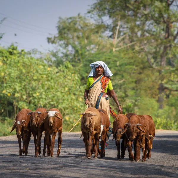 Indian woman with goats — Stock Photo, Image