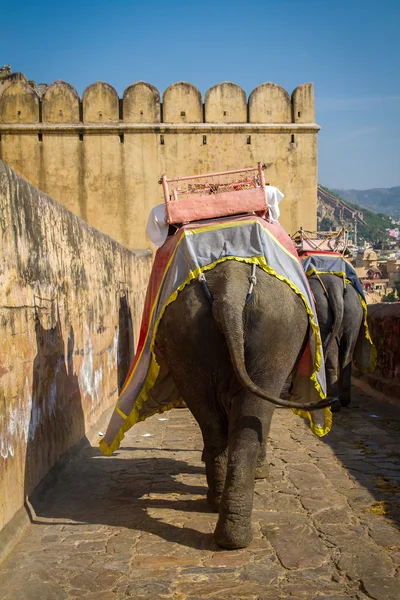 Elefanter i fortet Amber — Stockfoto