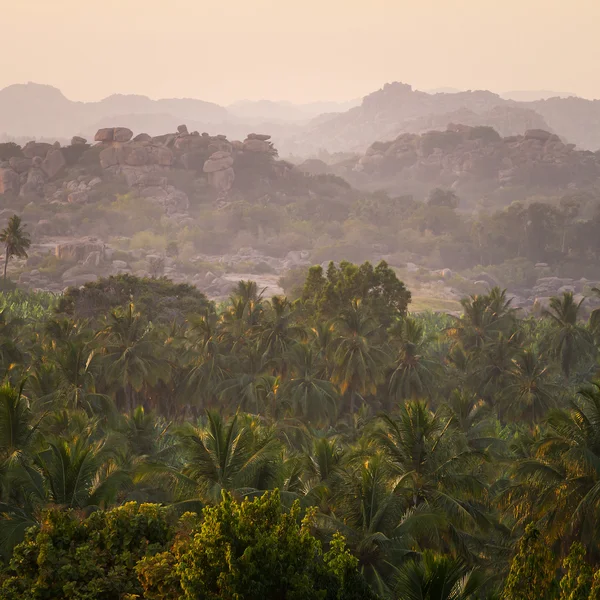 Tropische palm tree forest — Stockfoto