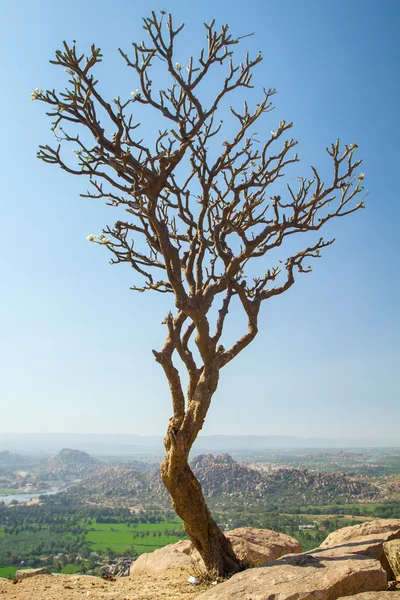 Tree on the rocky cliff — Stock Photo, Image