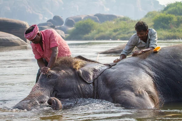 Men bath elephant — Stock Photo, Image