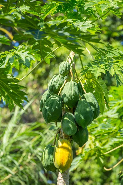 Green and yellow papayas — Stock Photo, Image