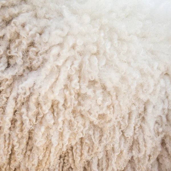 Sheep wool background — Stock Photo, Image