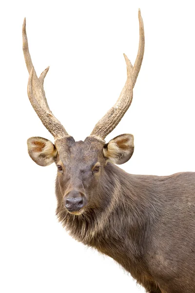 Retrato de cabeza de ciervo — Foto de Stock