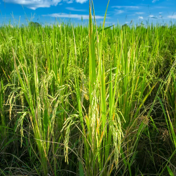 Campo de arroz na Tailândia — Fotografia de Stock