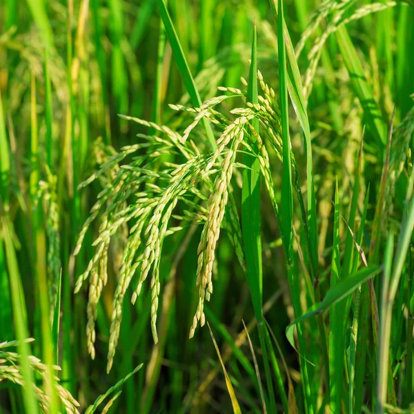 Campo de arroz na Tailândia — Fotografia de Stock