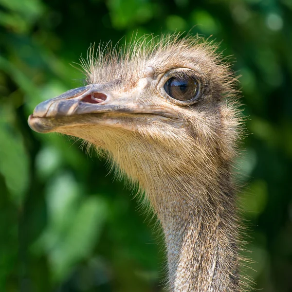 Primer plano de la cabeza de avestruz —  Fotos de Stock