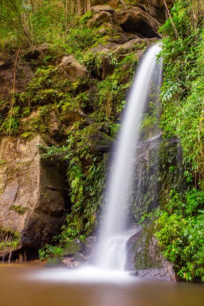 Waterfall in the jungle — Stock Photo, Image