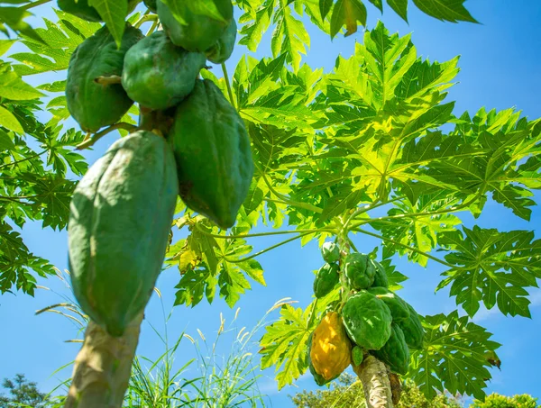 Green papayas on a palm trees — Stock Photo, Image