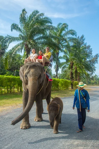 大象被访者的家庭 — 图库照片