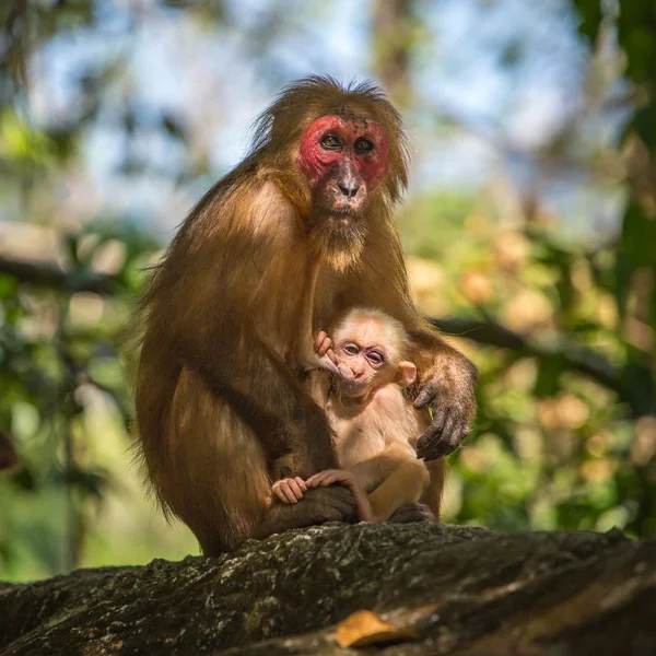 野生的红脸猕猴 — 图库照片