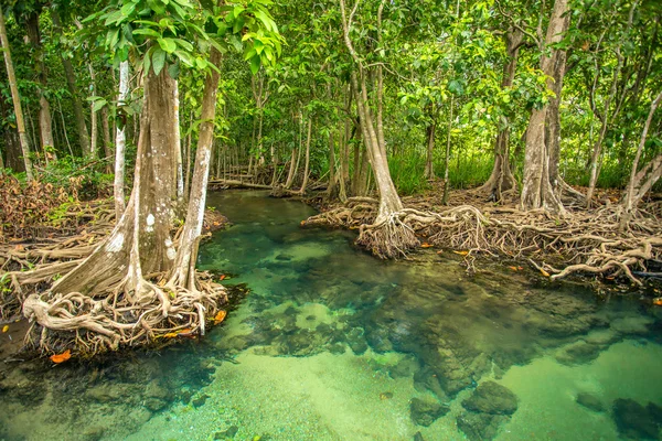 Árboles de manglar a lo largo del agua — Foto de Stock