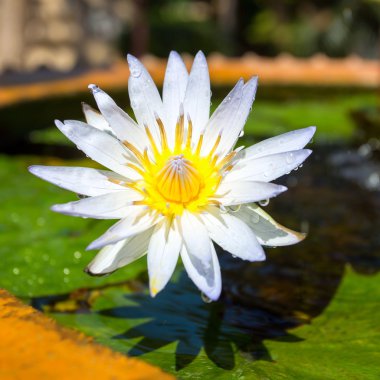 Güzel beyaz mısır nilüfer çiçek (Nymphaea caerulea) c