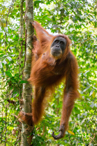 Orangutan hanging on tree