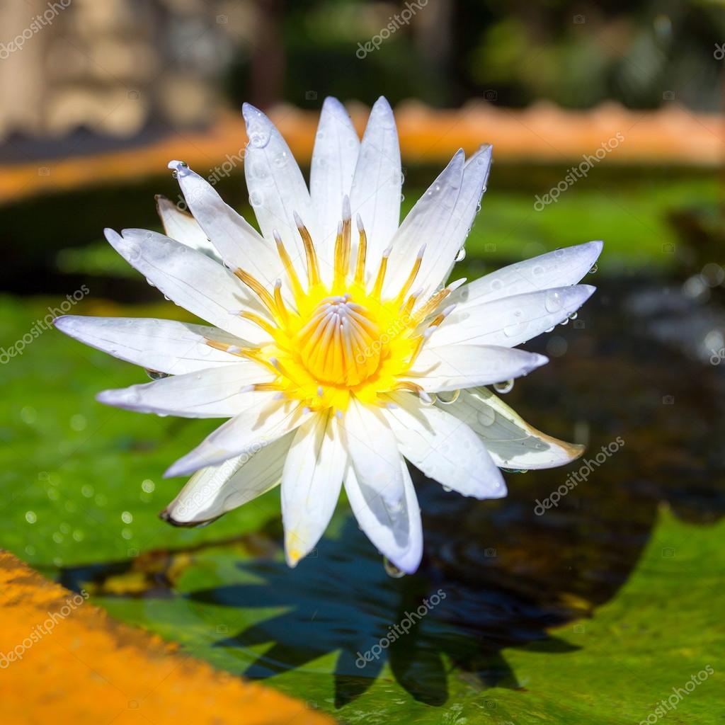 Beautiful white Egyptian water lily flower (Nymphaea caerulea) c Stock