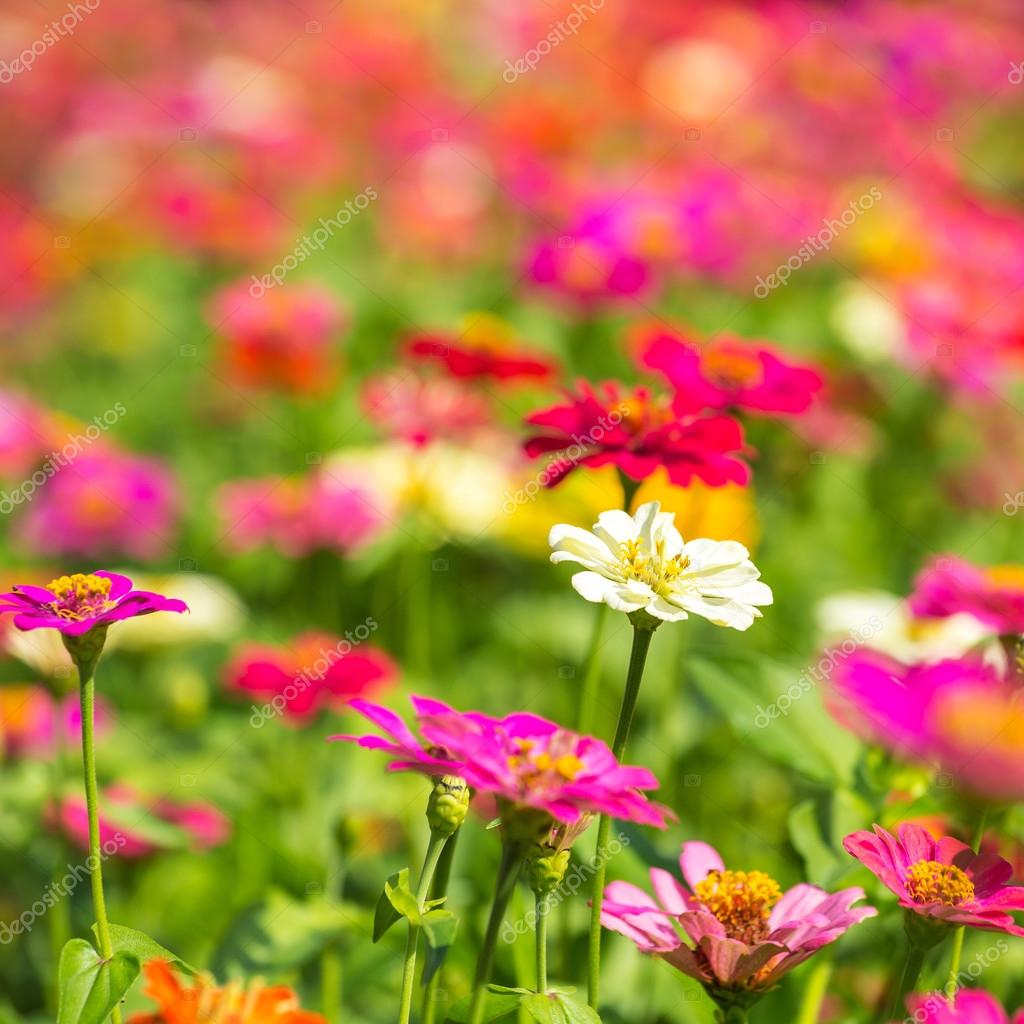 prato di fiori colorati — Foto Stock © mazzzur #70291891 prato di fiori colorati — Foto Stock © mazzzur #70291891